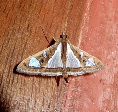 Glyphodes bivitralis