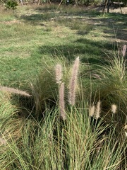 Cenchrus polystachios