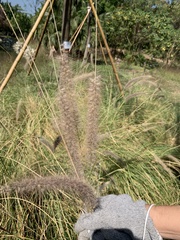 Cenchrus polystachios