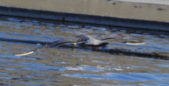 Larus argentatus vegae