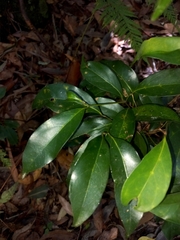 Cryptocarya microneura