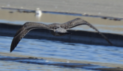 Larus argentatus vegae