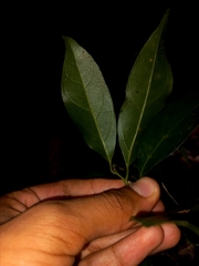 Cryptocarya microneura