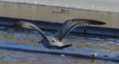Larus argentatus vegae