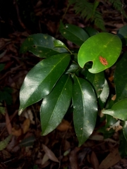 Cryptocarya microneura