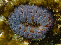 Phlyctenanthus australis