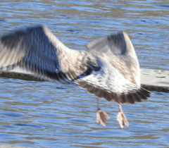 Larus argentatus vegae
