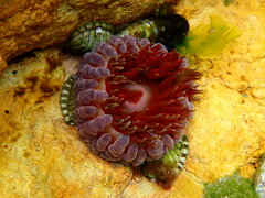 Phlyctenanthus australis