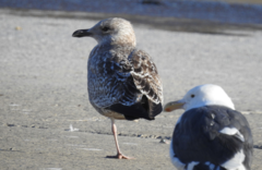Larus argentatus vegae