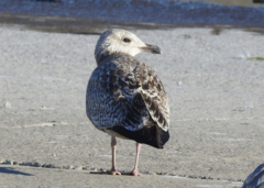 Larus argentatus vegae