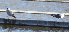 Larus argentatus vegae