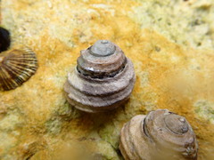 Austrocochlea constricta