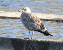 Larus argentatus vegae