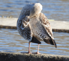 Larus argentatus vegae