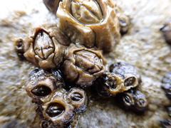 Chthamalus antennatus