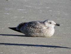 Larus argentatus vegae