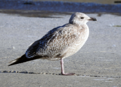 Larus argentatus vegae