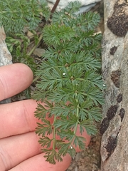 Anisotome haastii