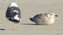 Larus argentatus vegae