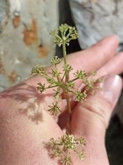 Anisotome haastii