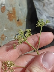 Anisotome haastii
