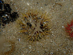 Actiniidae