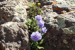 Polemonium confertum
