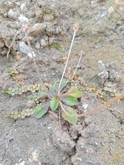 Plantago raoulii