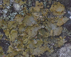 Lasallia pensylvanica