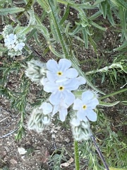 Cryptantha intermedia