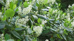 Ceanothus sanguineus