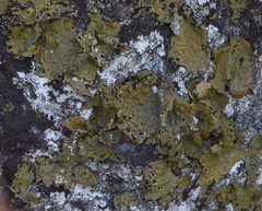 Lasallia pensylvanica