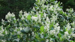 Ceanothus sanguineus