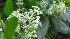 Ceanothus sanguineus