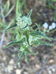 Cryptantha intermedia