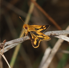 Taractrocera luzonensis