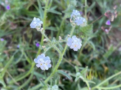 Cryptantha intermedia