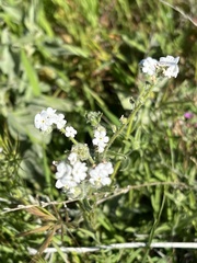 Cryptantha intermedia