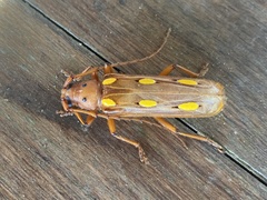Coccoderus