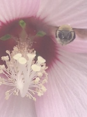 Ptilothrix bombiformis