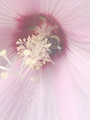 Ptilothrix bombiformis