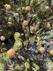 Leucadendron levisanus