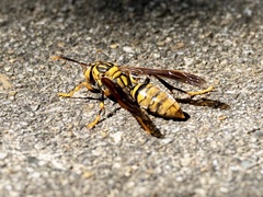 Polistes rothneyi
