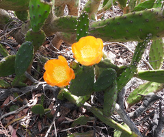 Opuntia elata