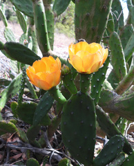Opuntia elata