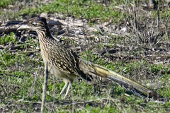 Geococcyx californianus