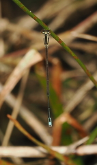 Aciagrion borneense