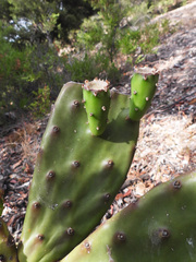 Opuntia elata