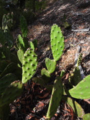 Opuntia elata