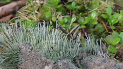 Pilophorus acicularis